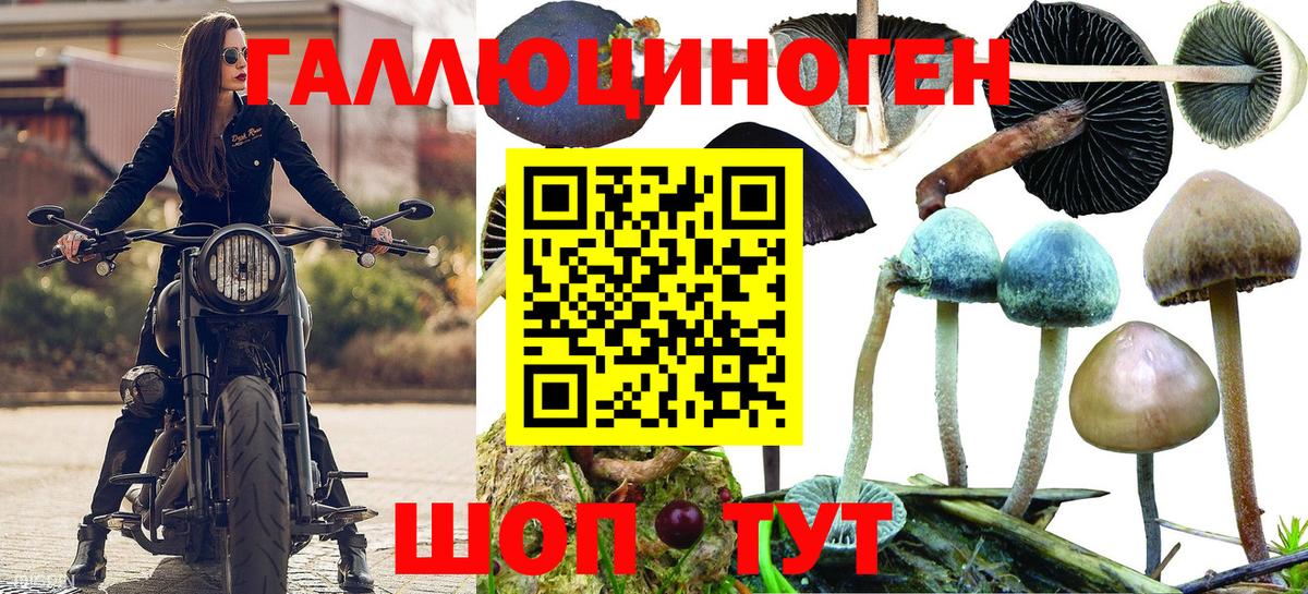 Кропоткин  Псилоцибиновые грибы Psilocybine cubensis  Вход с VPN 